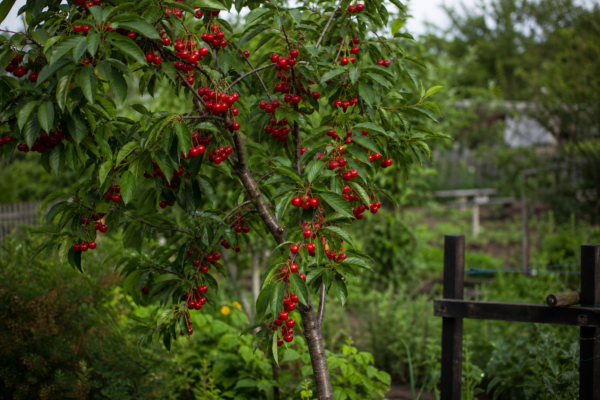 Vișin (Prunus cerasus) – plantare, îngrijire și greșeli de evitat
