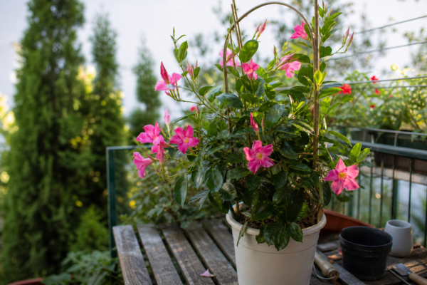 Dipladenia (Mandevilla sanderi) – sfaturi pentru plantare, creștere și întreținere
