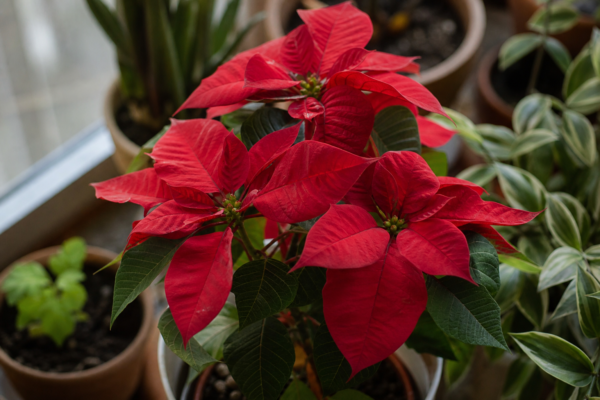 Steaua Crăciunului (Euphorbia pulcherrima) – ghid complet de cultivare și îngrijire