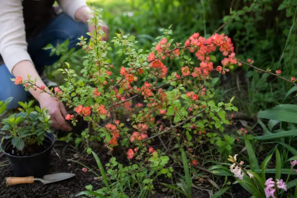 Gutui japonez (Chaenomeles japonica) – plantare, udare și întreținere