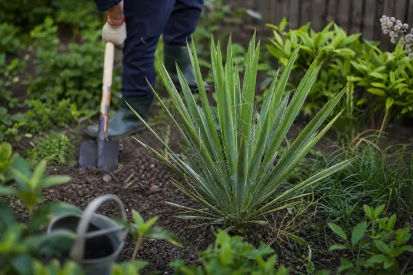 Yucca filamentosa – tot ce trebuie să știi despre plantare și îngrijire