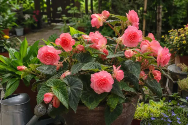 Begonie tuberoasă (Begonia tuberhybrida) – plantare, îngrijire și greșeli de evitat