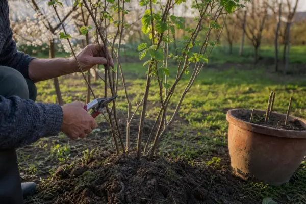 Alun (Corylus avellana) – de la plantare la întreținerea de zi cu zi