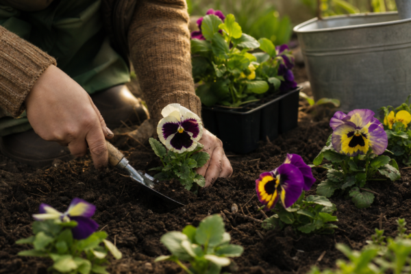 Panseluța (Viola tricolor) – condiții de creștere, plantare și îngrijire