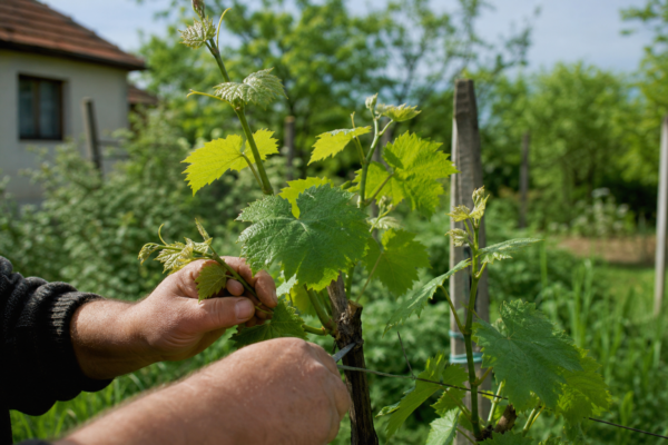 Viță de vie (Vitis vinifera) – plantare și îngrijire pas cu pas