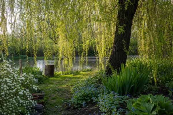 Salcie plângătoare (Salix babylonica) – sfaturi pentru plantare, creștere și întreținere