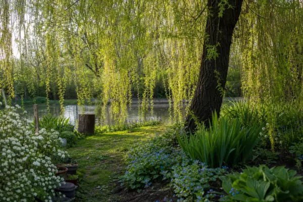 Salcie plângătoare (Salix babylonica) – sfaturi pentru plantare, creștere și întreținere