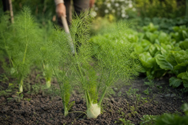 Fenicul (Foeniculum vulgare) – sfaturi pentru plantare, creștere și întreținere