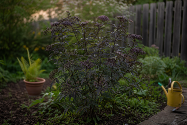 Soc (Sambucus nigra) – sfaturi pentru plantare, creștere și întreținere