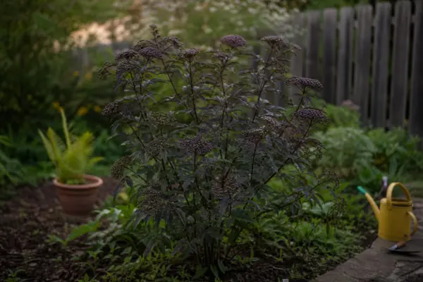 Soc (Sambucus nigra) – sfaturi pentru plantare, creștere și întreținere