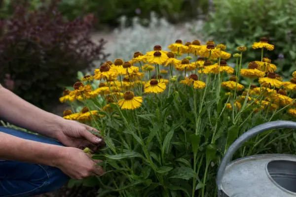 Helenium autumnale: cum se plantează și cum se îngrijește corect