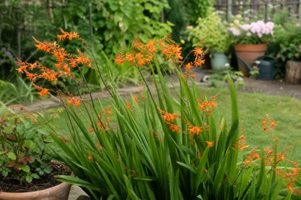 Crocosmia crocosmiiflora – ghid practic de plantare și îngrijire