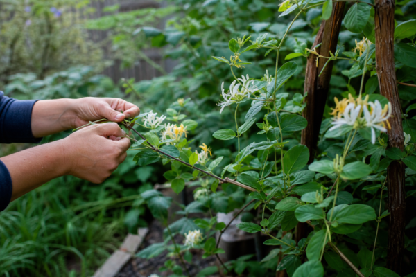 Caprifoi (Lonicera japonica) – plantare și îngrijire pas cu pas