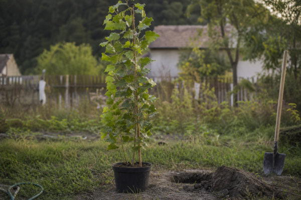 Plop piramidal (Populus nigra Italica) – de la plantare la întreținerea de zi cu zi