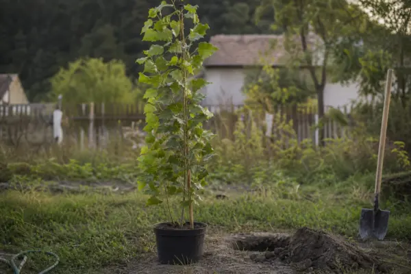 Plop piramidal (Populus nigra Italica) – de la plantare la întreținerea de zi cu zi