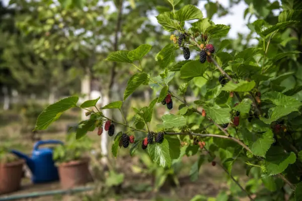 Dud (Morus nigra) – condiții de creștere, plantare și îngrijire