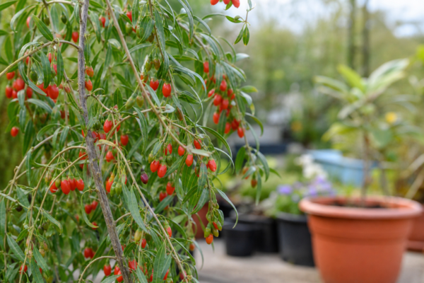 Goji (Lycium barbarum) – sfaturi pentru plantare, creștere și întreținere