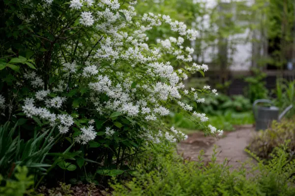 Deutzia gracilis – plantare, îngrijire și greșeli de evitat