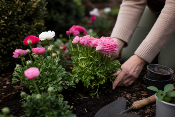 Ranunculus asiaticus – tot ce trebuie să știi despre plantare și îngrijire