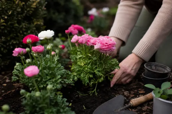 Ranunculus asiaticus – tot ce trebuie să știi despre plantare și îngrijire