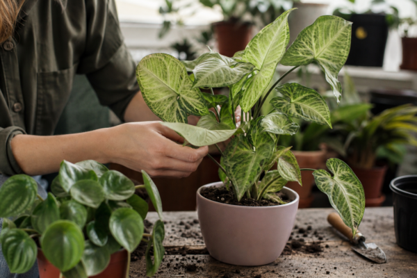Syngonium (Syngonium podophyllum): ce condiții cere și cum o îngrijești