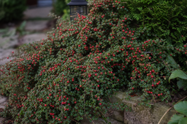 Cotoneaster horizontalis – ghid complet de cultivare și îngrijire