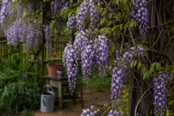 Glicină (Wisteria sinensis) – condiții de creștere, plantare și îngrijire