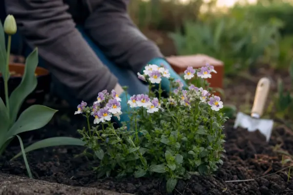 Nemesia strumosa – plantare și îngrijire pas cu pas