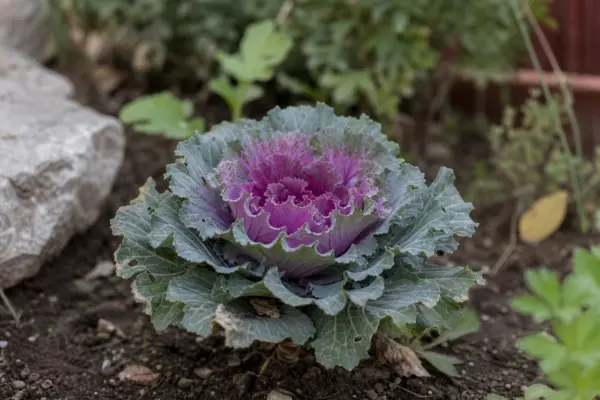 Varză ornamentală (Brassica oleracea) – tot ce trebuie să știi despre plantare și îngrijire