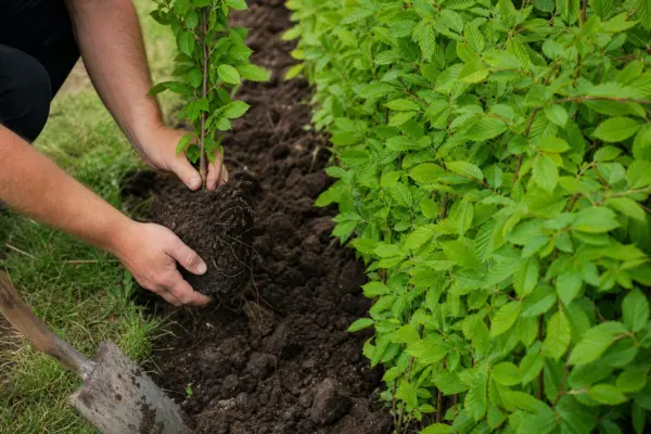 Carpenul (Carpinus betulus): plantare și întreținere în grădină