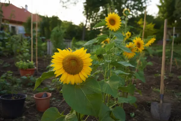 Floarea-soarelui (Helianthus annuus) – sfaturi de plantare și îngrijire