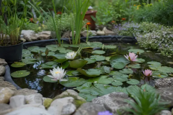 Nufăr (Nymphaea alba) – sfaturi pentru plantare, creștere și întreținere