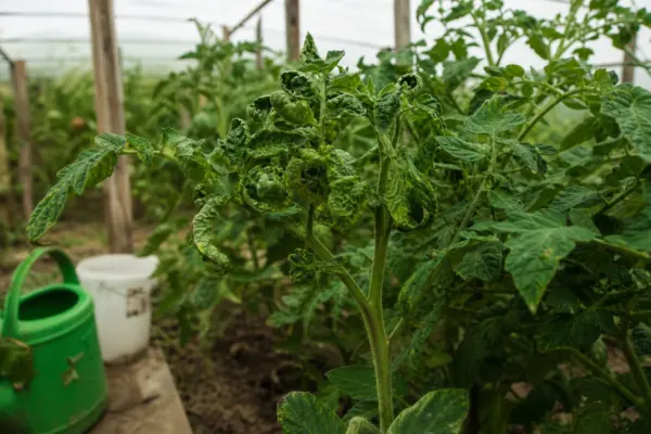 De ce se răsucesc frunzele roșiilor cultivate în solar