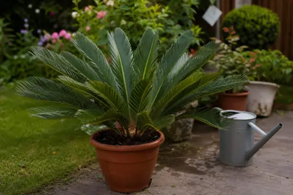 Cycas (Cycas revoluta) – ghid pas cu pas de plantare și întreținere