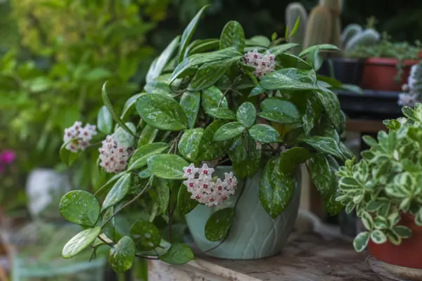 Hoya sau floarea de ceară (Hoya carnosa) – de la plantare la întreținerea de zi cu zi
