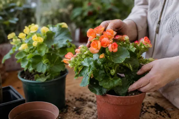 Begonie Elatior (Begonia elatior) – condiții de creștere, plantare și îngrijire