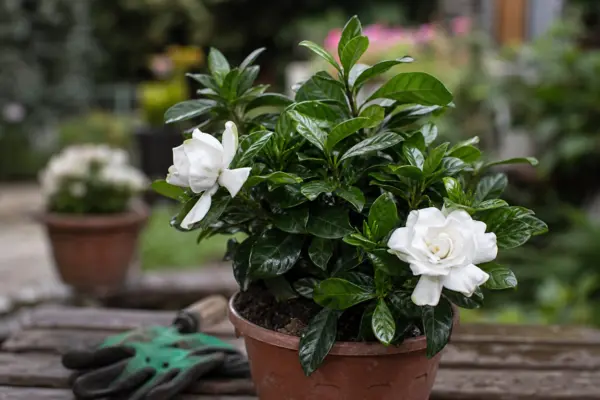Gardenia (Gardenia jasminoides) – condiții de creștere, plantare și îngrijire