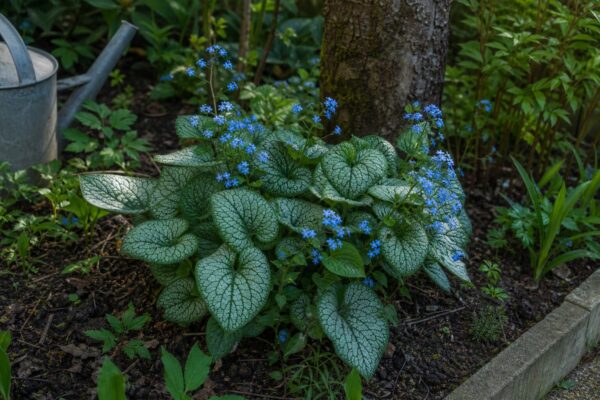 Brunnera (Brunnera macrophylla) – ghid pas cu pas de plantare și întreținere