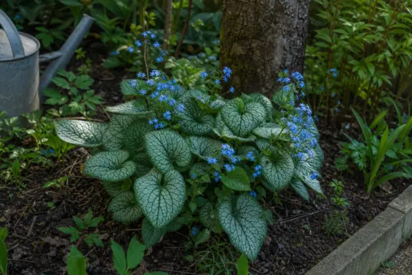 Brunnera (Brunnera macrophylla) – ghid pas cu pas de plantare și întreținere