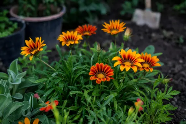 Gazania (Gazania rigens) – sfaturi de plantare și îngrijire