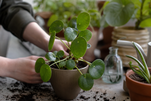 Pilea (Pilea peperomioides) – sfaturi de plantare și îngrijire