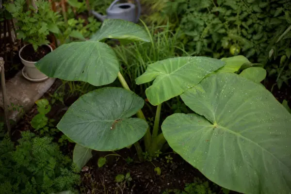 Colocasia (Colocasia esculenta) – plantare, îngrijire și greșeli de evitat
