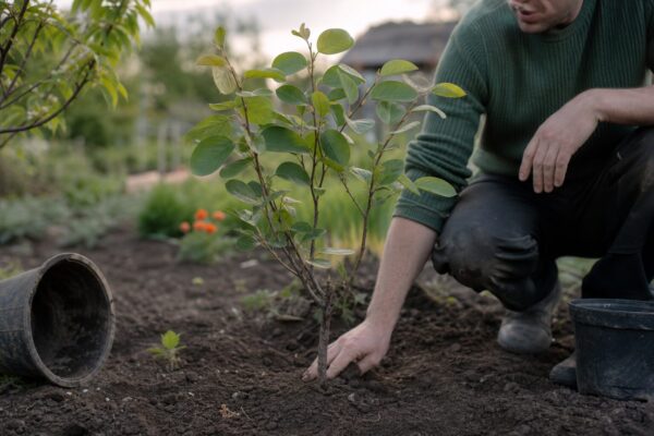Gutui (Cydonia oblonga) – plantare, îngrijire și greșeli de evitat