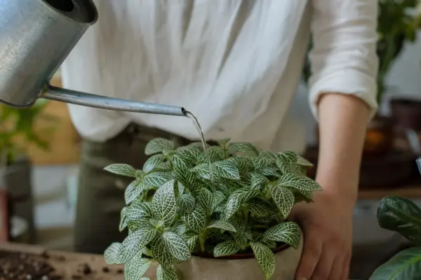 Fittonia (Fittonia albivenis) – plantare, udare și întreținere