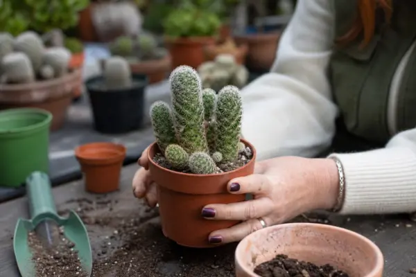 Mammillaria (Mammillaria elongata) – condiții de creștere, plantare și îngrijire