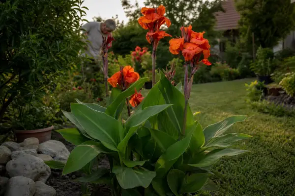 Trestie indiană (Canna indica) – ghid complet de cultivare și îngrijire