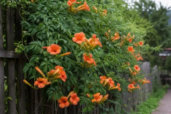 Trâmbița (Campsis radicans) – plantare și îngrijire pas cu pas
