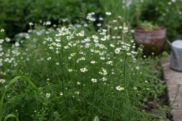 Mușețel (Matricaria chamomilla) – sfaturi pentru plantare, creștere și întreținere