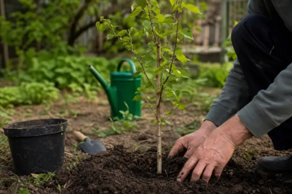 Mesteacăn (Betula pendula) – sfaturi de plantare și îngrijire