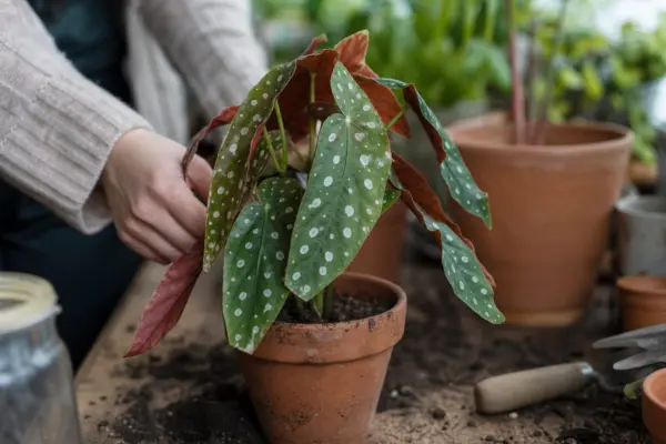 Begonie pătată (Begonia maculata) – ghid complet de cultivare și îngrijire